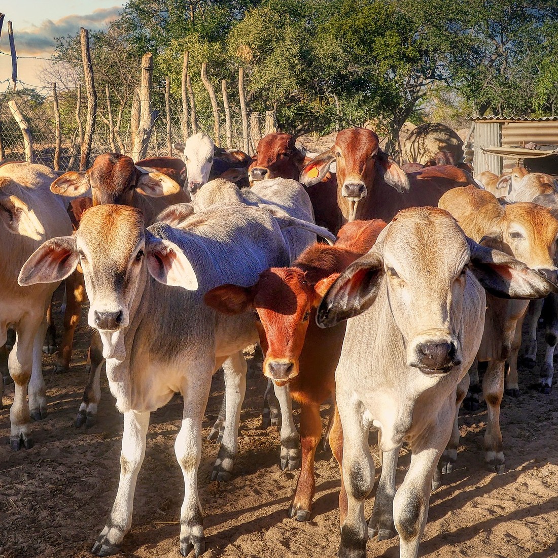 Against overgrazing